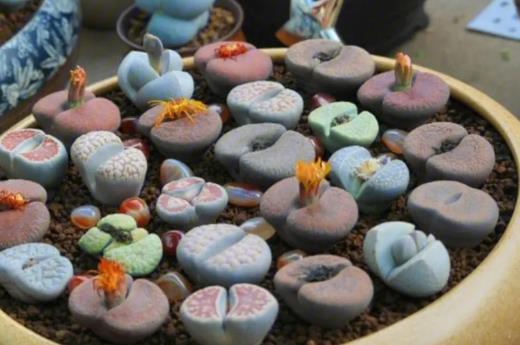 屁屁怎么種才能穩定